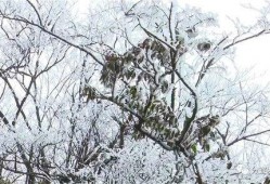 爆料新余下雪的视频,银装素裹，冬日美景如画”