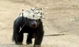 粉丝爆料平头哥视频大全,粉丝爆料，揭秘神秘生物的精彩瞬间