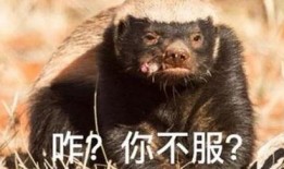 粉丝爆料平头哥视频大全,粉丝爆料，揭秘神秘生物的精彩瞬间