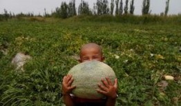 网红说吃瓜,揭秘吃瓜背后的娱乐真相