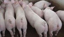 小猪崽子爆料视频大全,揭秘娱乐圈幕后真相