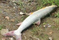 娱乐吃瓜酱放生鱼,一场爱心与自然的和谐交响