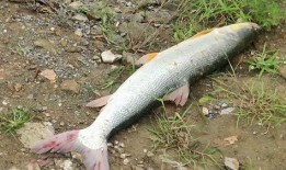 娱乐吃瓜酱放生鱼,一场爱心与自然的和谐交响