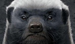 粉丝爆料平头哥视频大全,粉丝爆料，揭秘神秘生物的精彩瞬间