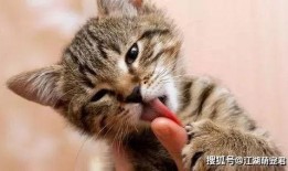 猫咪新皮肤爆料视频