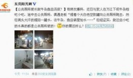 东莞老板最新爆料,企业转型背后的真实故事与挑战