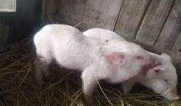 小猪崽子爆料视频大全,揭秘娱乐圈幕后真相