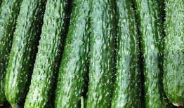 最新黄瓜爆料图片视频