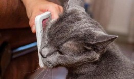 猫咪新皮肤爆料视频