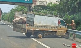 小卡车最新爆料,揭秘神秘性能与设计革新