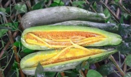 两颗牙网红吃瓜,两颗牙的瓜料大揭秘